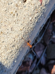 Pogonomyrmex californicus