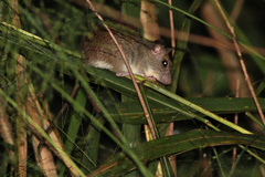 Rattus argentiventer