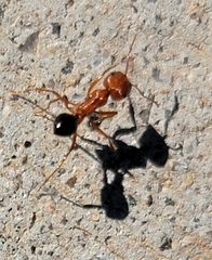 Pogonomyrmex californicus