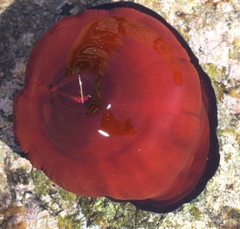 Actinia mediterranea