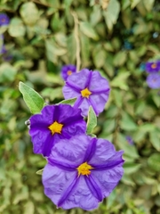 Lycianthes rantonnetii