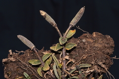 Weberbauera trichocarpa