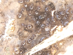 Brachymyrmex patagonicus