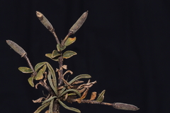 Weberbauera trichocarpa