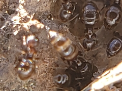 Brachymyrmex patagonicus