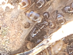 Brachymyrmex patagonicus