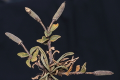 Weberbauera trichocarpa