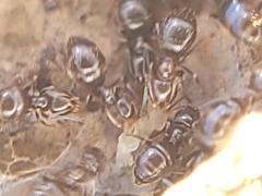 Brachymyrmex patagonicus