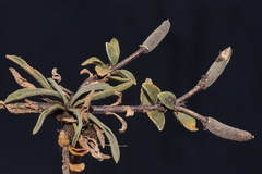 Weberbauera trichocarpa