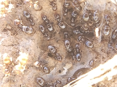 Brachymyrmex patagonicus