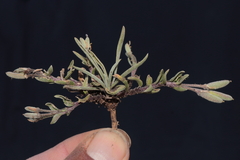 Weberbauera trichocarpa