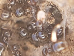 Brachymyrmex patagonicus