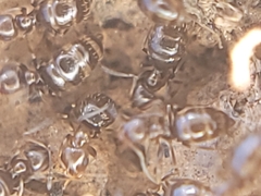 Brachymyrmex patagonicus