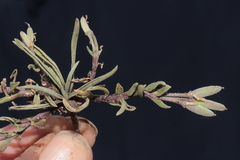 Weberbauera trichocarpa