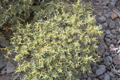 Adesmia hemisphaerica