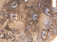 Brachymyrmex patagonicus