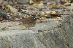Emberiza tristrami