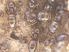 Brachymyrmex patagonicus