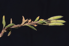 Weberbauera trichocarpa