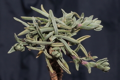 Weberbauera trichocarpa