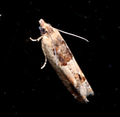 Spilonota constrictana