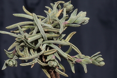 Weberbauera trichocarpa