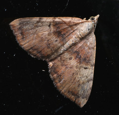 Chrysolarentia mecynata