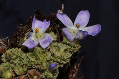 Nototriche aretioides