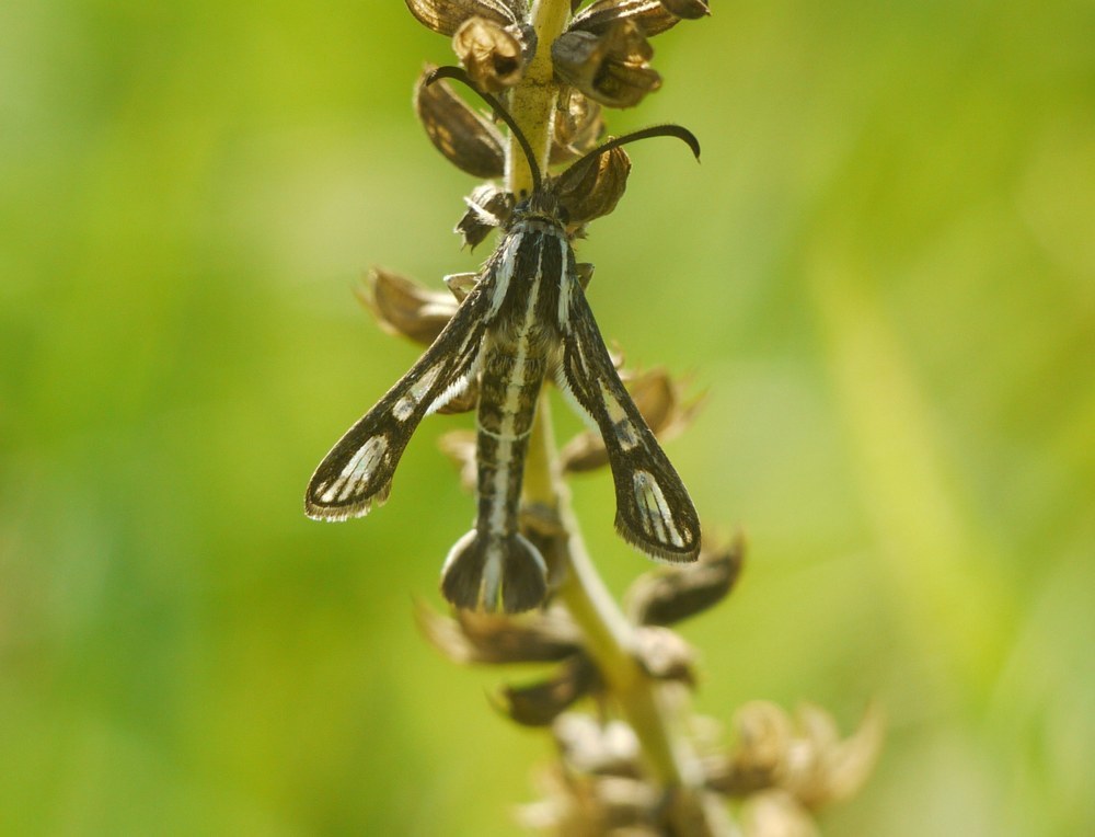 Chamaesphecia leucopsiformis