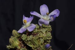 Nototriche aretioides