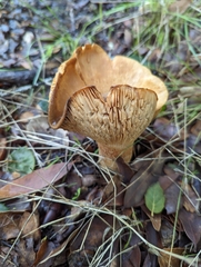 Paxillus cuprinus