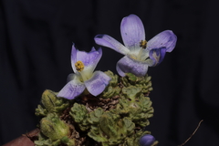 Nototriche aretioides