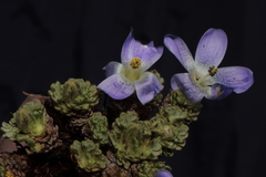 Nototriche aretioides