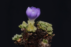 Nototriche aretioides