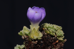 Nototriche aretioides