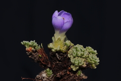 Nototriche aretioides