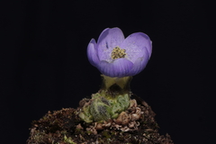 Nototriche aretioides