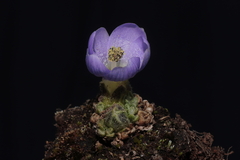 Nototriche aretioides