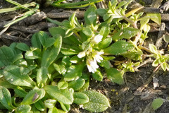 Draba verna