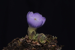 Nototriche aretioides