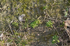 Draba verna