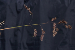 Poa gilgiana