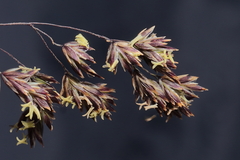 Poa gilgiana