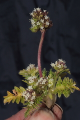 Valeriana globiflora