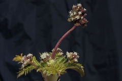 Valeriana globiflora