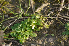 Draba verna