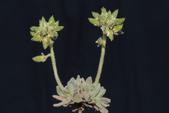 Draba macleanii