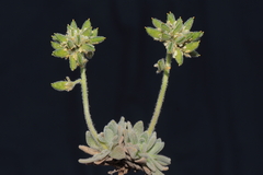 Draba macleanii