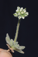 Draba macleanii