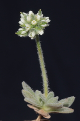 Draba macleanii